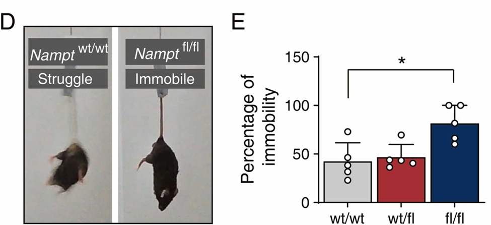 Deleting NAMPT in dopaminergic neurons in the substantia nigra of mice caused Parkinson's-like behavioral impairment.