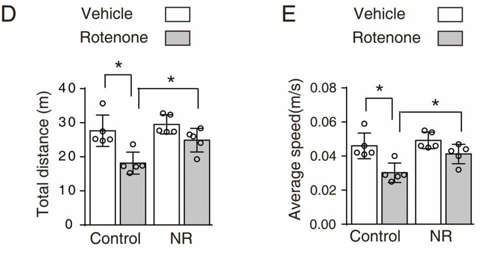 Nicotinamide riboside (NR) improved the behavioral performance of mice that received injections of the oxidative stress-producing agent rotenone into the substantia nigra.