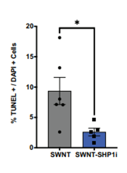 A bar graph showing that the "Trojan Horse" nanoparticles reduce the number of apoptotic vascular cells significantly more than nanoparticles missing the chemical inhibitor.  