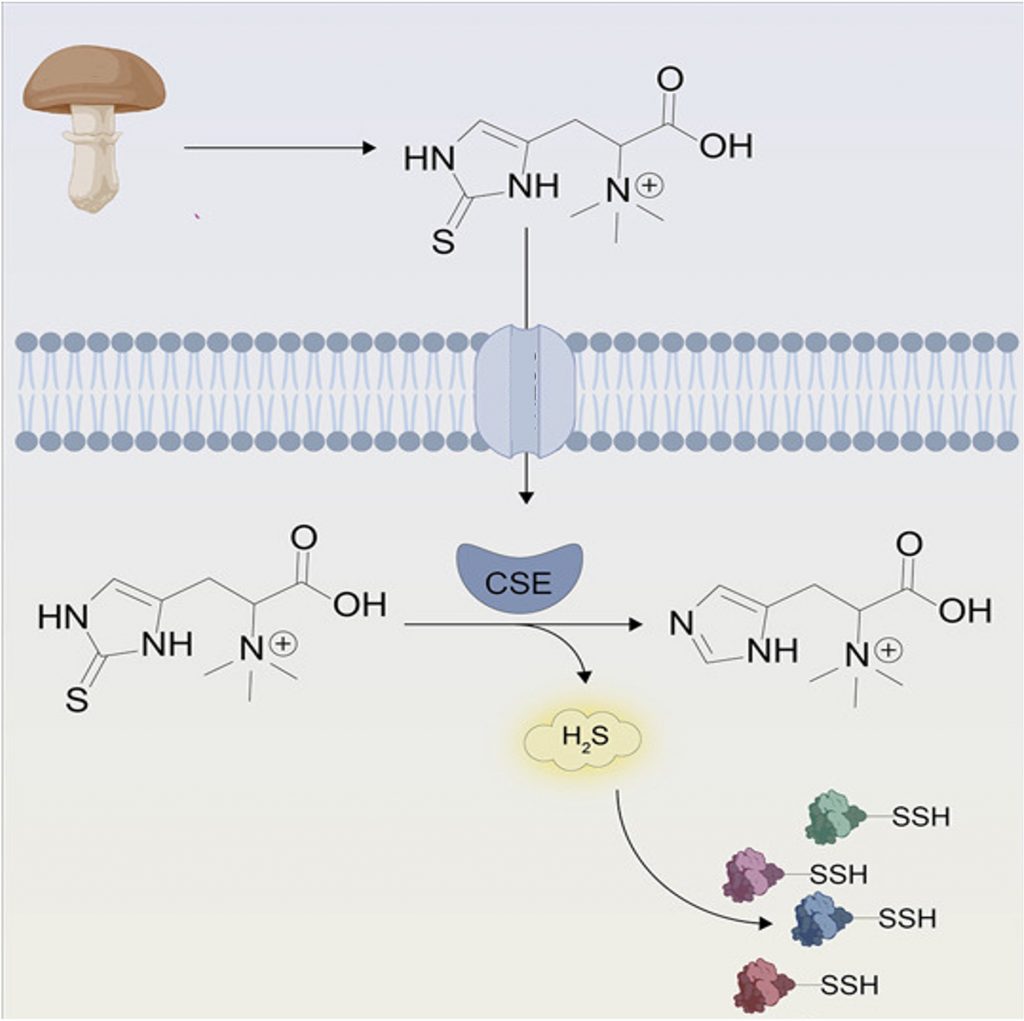 A diagram showing the ergothioneine molecule entering a cell, increasing hydrogen sulfide, and increasing the level of hydrogen sulfide bound to proteins 