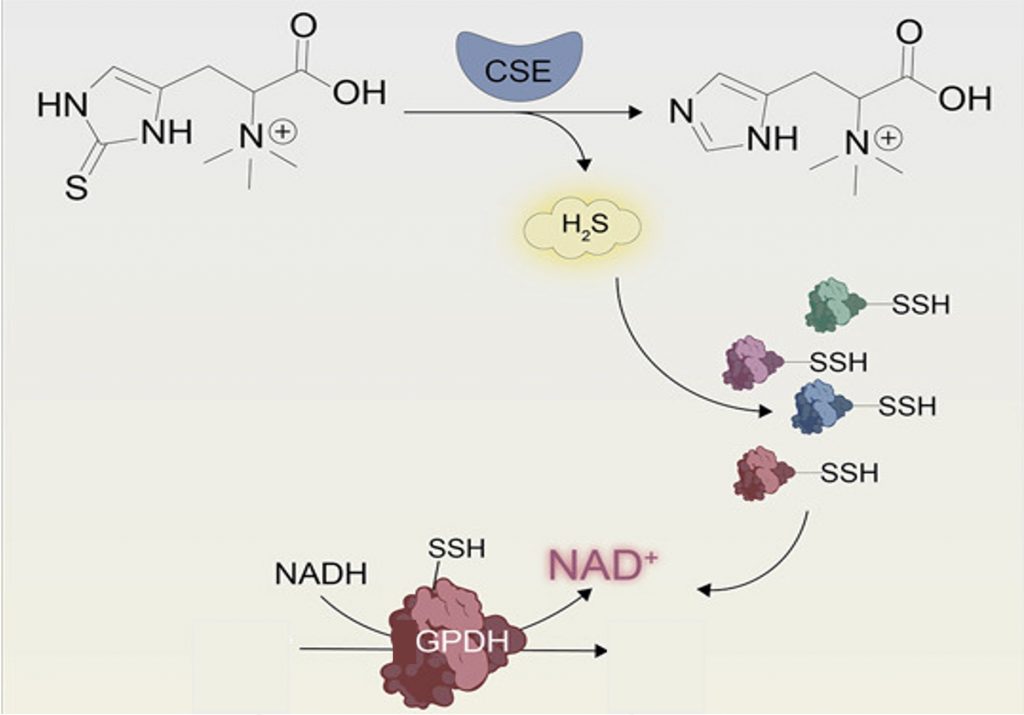 I diagram showing that when hydrogen sulfide binds to G.P.D.H., the G.P.D.H. elevates NAD+ levels. 