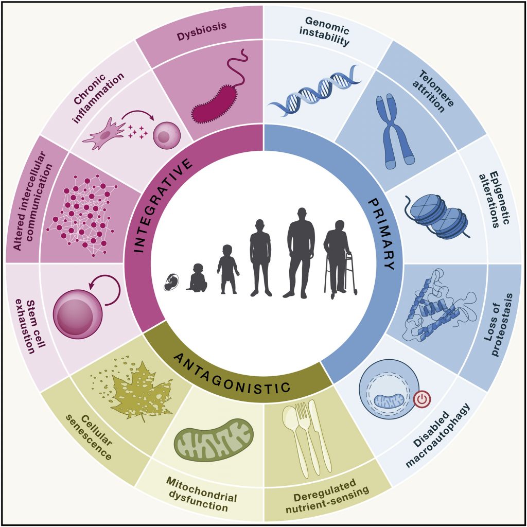 I diagram depicting the hallmarks of aging, which include deregulated nutrient-sensing and disabled macroautophagy. 