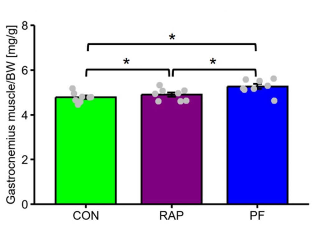 A bar graph showing the weight of the calf muscle being highest in untreated C.R. rats compared rapamycin-treated CR rats, and untreated rats on a normal diet. 