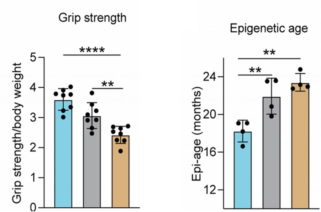 A grip strength graph on the left and a epigentic age graph on the right. 