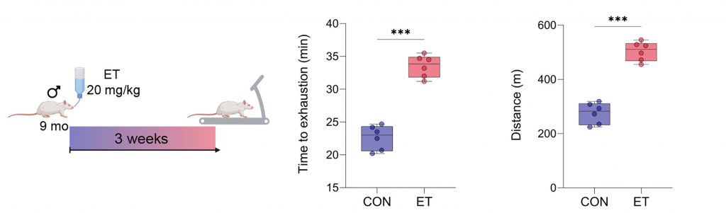 A diagram of a mouse on a treadmill accompanied by a graph showing time to exhaustion and a graph showing distance. 