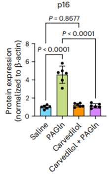 The blood pressure medication carvedilol alleviates senescence induced by PAGln in the kidneys of young mice.