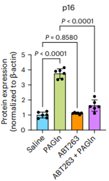 The gut bacterial metabolite, PAGln, increases a protein marker for senescence in the kidney of mice, which the senolytic ABT263 lowers.