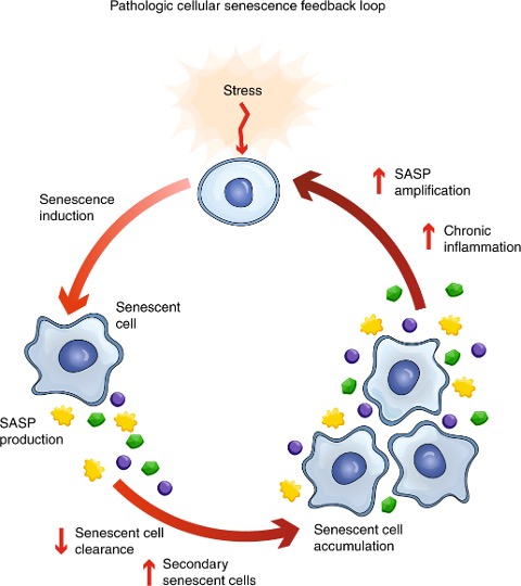 A drawing of the senescence feedback loop, featuring senescent cells. 