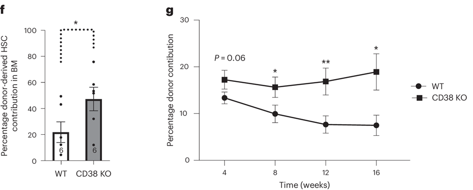Increasing NAD+ levels in aged mice improved the capacity of blood stem cells to regenerate the immune system.