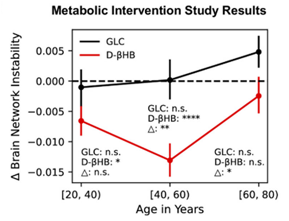 During a midlife critical window, supplementing with ketones improves brain signaling more effectively than in younger or older ages.