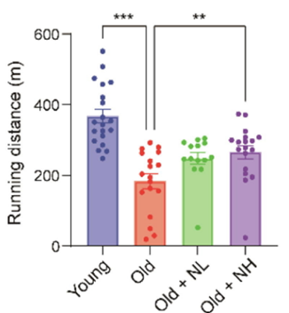 Niclosamide significantly extended the distance run before exhaustion in old mice.