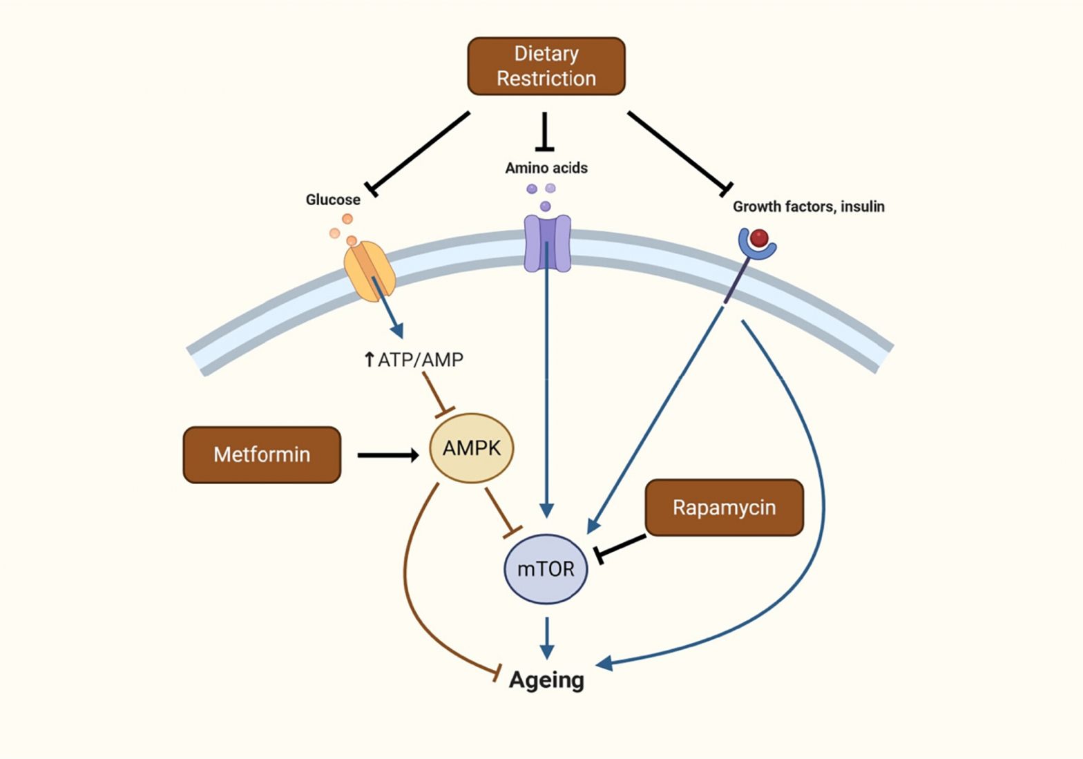 Anti-Aging Drug Rapamycin Extends Life as Much as Dieting, New Study Shows