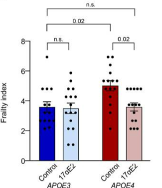 Alfatradiol reduces frailty in middle-aged mice with the APOE4 genetic sequence.