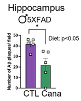 Canagliflozin lowers levels of brain plaques in the brains of male Alzheimer's model mice.