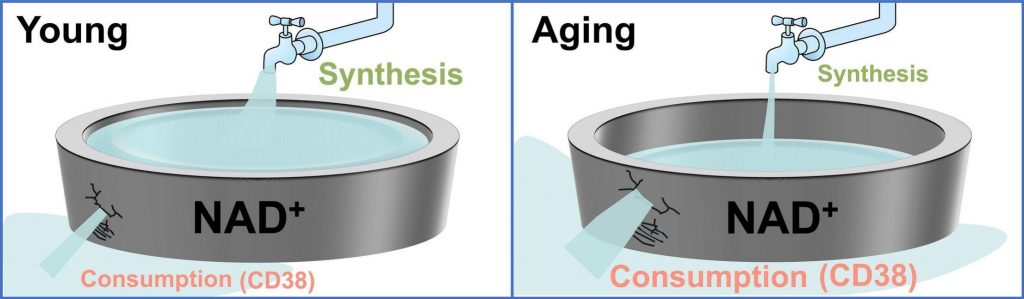 The left image shows a pool of water labeled "N.A.D." that is leaking slowly during young age due to little consumption. The right image shows the same pool with less water and a larger leak due to more consumption.