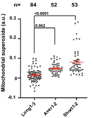 Longer telomeres are associated with lower mitochondrial oxidative stress, while shorter ones are associated with higher mitochondrial oxidative stress.