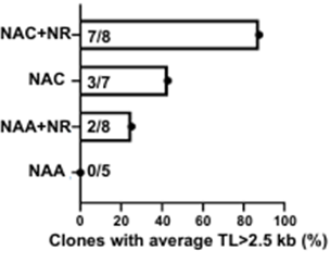 The combination of NAC and NR preserved telomere length under conditions of oxidative stress.