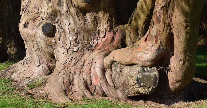 An image of magnolia bark, which contains honokiol