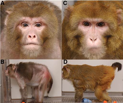 Aged monkeys who ate a calorie-restricted diet (images on the right) exhibited significant lifespan extension and reduced signs of aging compared to monkeys on a standard diet (images on the left).