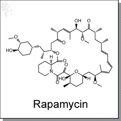 The molecular structure of rapamycin