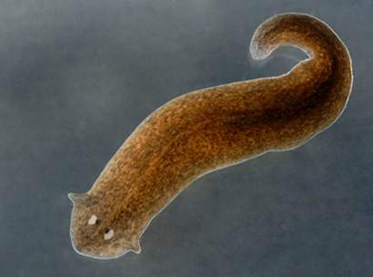 A planarian flatworm can regenerate whole bodies from tiny tissue fragments