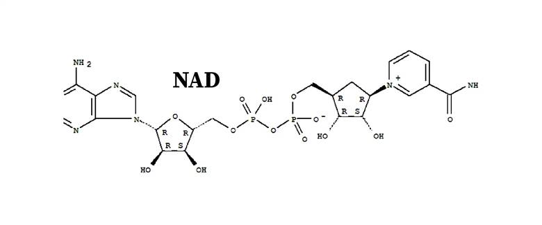 The molecular structure of NAD+