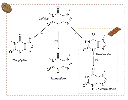 The alkaloids caffeine, theophylline, and paraxanthine are primarily found in coffee, while theobromine and 7-methylxanthine are more abundant in dark chocolate.