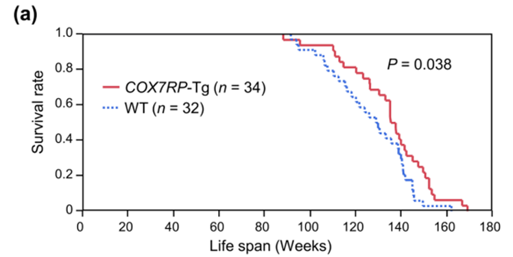 COX7RP Overexpression Extends Lifespan in Mice. Compared to wild-type mice (blue dashed line), COX7RP transgenic mice (red solid line) exhibited a significant increase in lifespan, with improved survival across advanced ages.