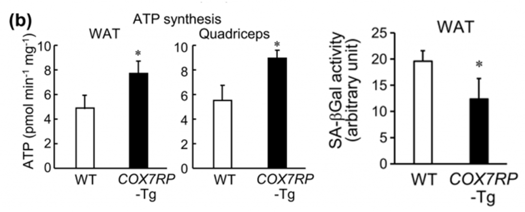 COX7RP Overexpression Increases Cellular Energy Production and Reduces Senescence Markers. Compared to wild-type (WT) mice, COX7RP transgenic (COX7RP-Tg) mice exhibited significantly higher ATP synthesis rates in white adipose tissue [WAT (fat tissue)] and quadriceps muscle, indicating enhanced mitochondrial energy production. In parallel, senescence-associated β-galactosidase (SA-β-Gal) activity, a marker of cellular aging, was significantly reduced in WAT from COX7RP-Tg mice.