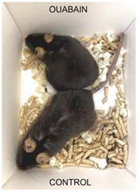 Old mice treated with ouabain exhibit better posture and coat condition than non-treated old mice.