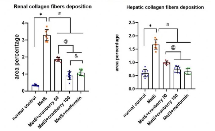 Cranberry extract performed in a dose-dependent manner and was comparable to the drug metformin in reducing tissue scarring in a metabolic syndrome model.