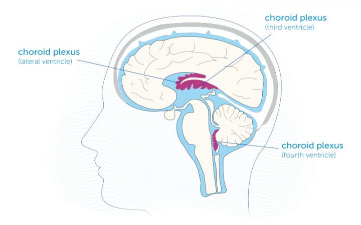 I diagram showing the locations of the choroid plexus 
