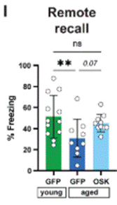 Aged mice that underwent mPFC engram-targeted partial cellular reprogramming gene therapy exhibited a trend for improved remote recall of learned fear-based freezing behavior, comparable to young mice.