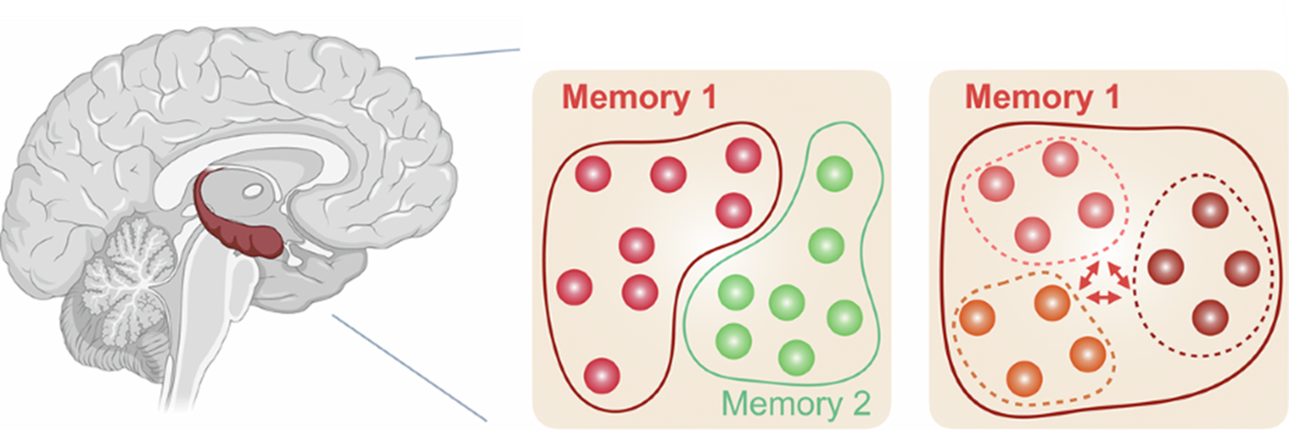 Encoding Memory Brain Gene Therapy Targeting Memory-Encoding Neurons Restores Cognitive ...