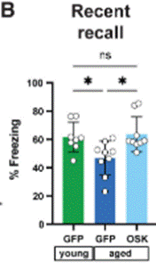Aged mice that underwent DG engram-targeted partial cellular reprogramming gene therapy exhibited recent recall of learned fear-based freezing behavior, comparable to young mice.