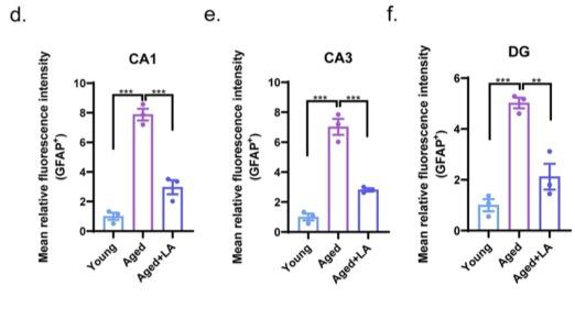 In aged mice, alpha-lipoic acid attenuated astrocytic activation in the hippocampus.