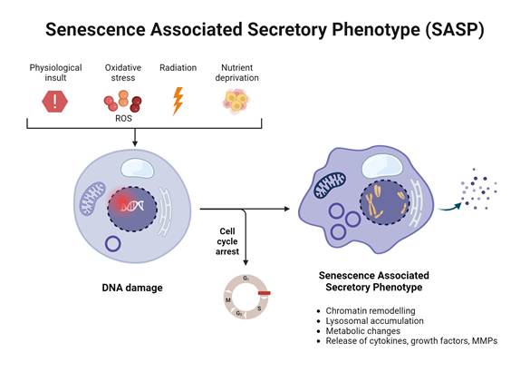 Cellular stressors, like a physiological insult, initiate DNA damage and ultimately, cellular senescence, and senescent cells secrete SASP factors, leading to things like metabolic changes.