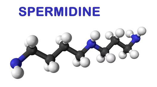 Spermidine's molecular structure