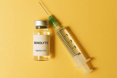 SenoVax is a senolytic vaccine that targets senescent cells