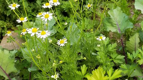 Apigenin comes from certain herbs, such as those pictured here