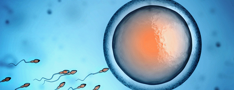 Evidence suggests epigenetic imprints from parental stressors can influence the epigenetic profiles of egg and sperm, and subsequently, offspring.