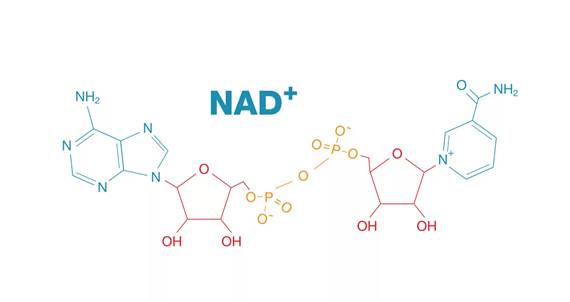 The molecular structure of NAD+