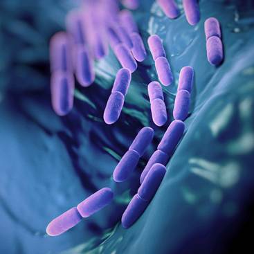 Probiotic supplements usually contain live bacteria, like those pictured