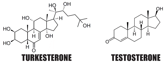 Turkesterone has a molecular structure somewhat similar to testosterone