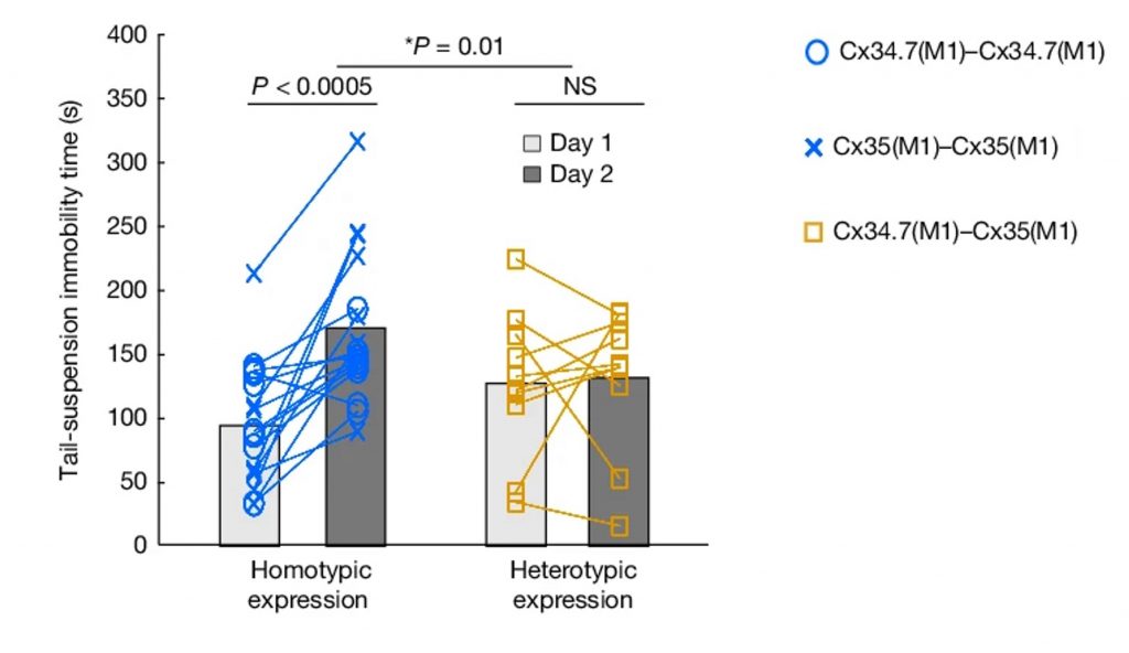 Bar-and-line chart of tail-suspension immobility time (s) by expression type (homotypic vs heterotypic) and day (Day 1 vs Day 2). Includes individual data points and group means with significance markers.