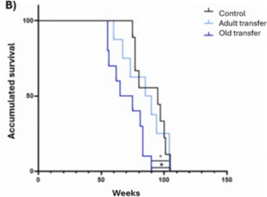 Transferring gut microbes from old to adult mice shortens lifespan.
