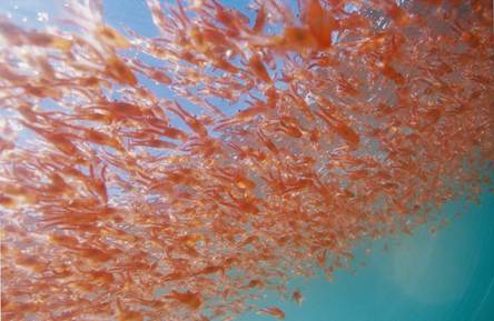 Marine animals, like the krill pictured here, contain astaxanthin