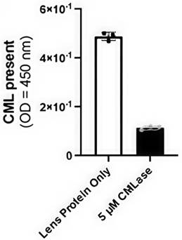 CMLase reverses age-related CML levels in lens tissue from a 75-year-old human donor.