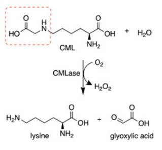 CMLase catalyzes the cleavage of CML from lysine amino acids.