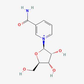 The molecular structure of NR